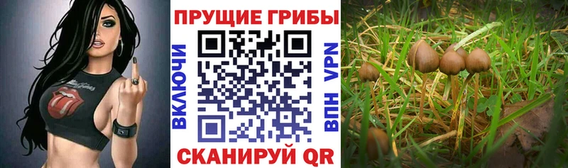 Галлюциногенные грибы Psilocybe  Купить закладки  Аркадак 